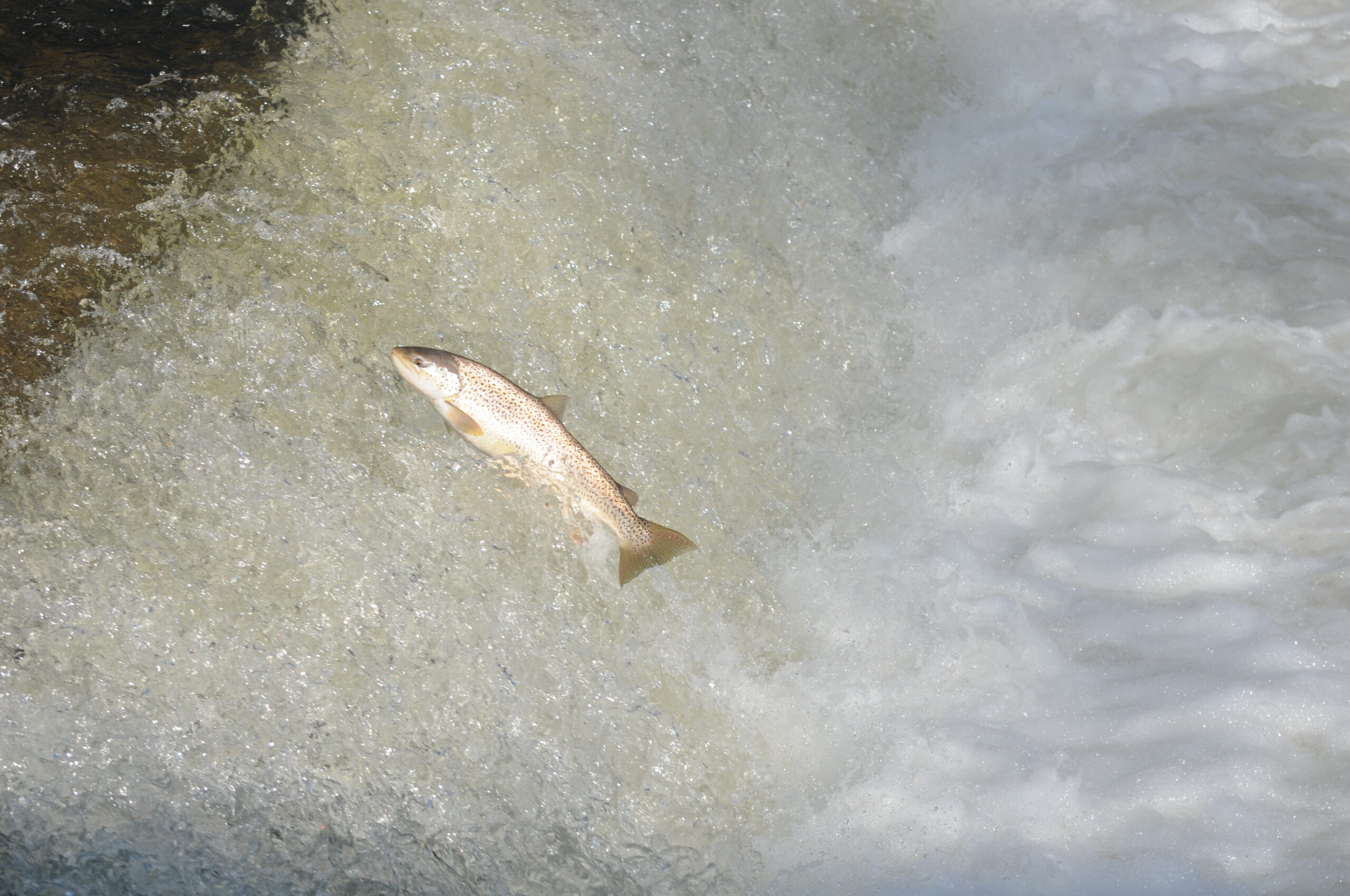 13.- 861 - Animaux- Nature @Ralph Schafflützel